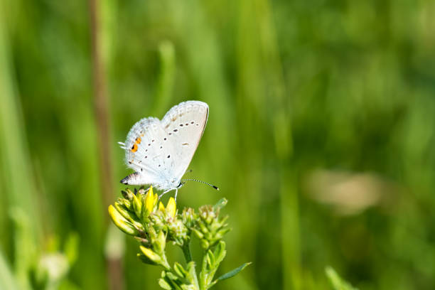 Butterfly on a yellow flower. stock photo