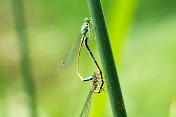 Two dragonflies on a green leaf. stock photo