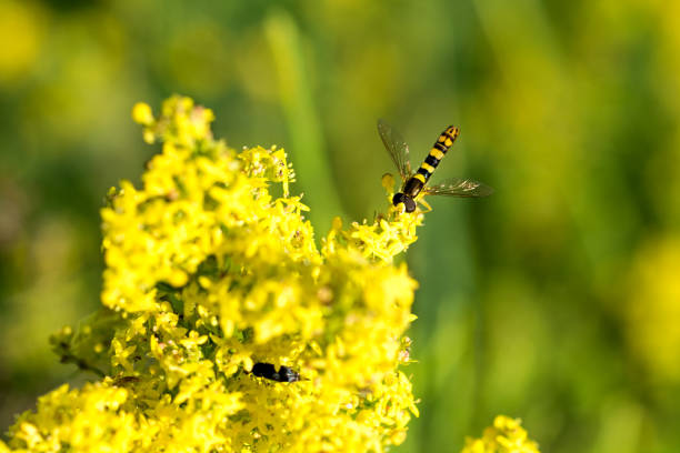 Striped fly on a yellow flower. Close-up. stock photo