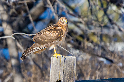 Northern Harrier female perched on post in hunting area.