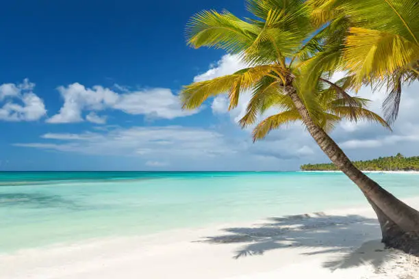 Coconut palm trees on white sandy beach on caribbean island. Vacation holidays summer background
