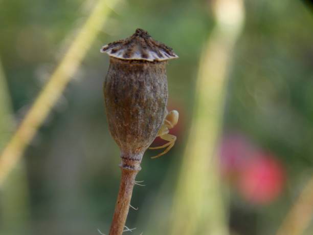istock a small spider on the rest of a tulip flower 1252908998