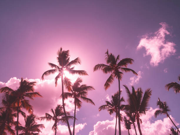 Silhouette of coconut palm trees on sky background with sun down, copy space