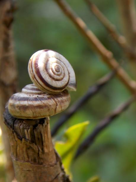istock the snail climbed on the snail 1252909577