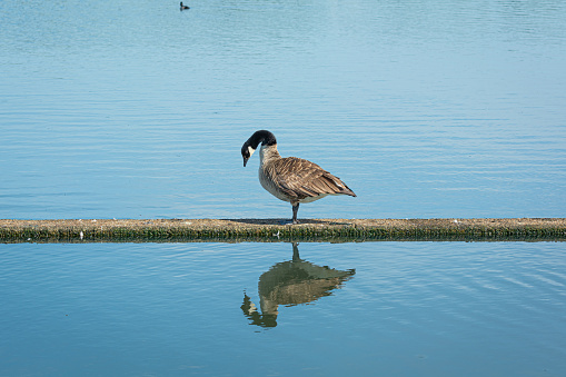 Canada goose (Branta canadensis). Reflection in the water. Blue water as a background. Picture from Scania, southern Sweden. High quality photo