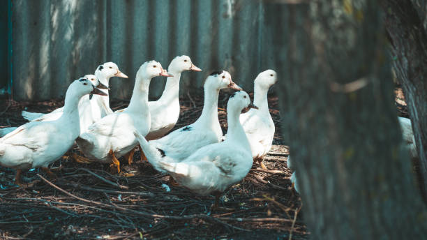 istock White ducks walking in paddock. Duck looking for grains while walking in paddock on farm 1252910382