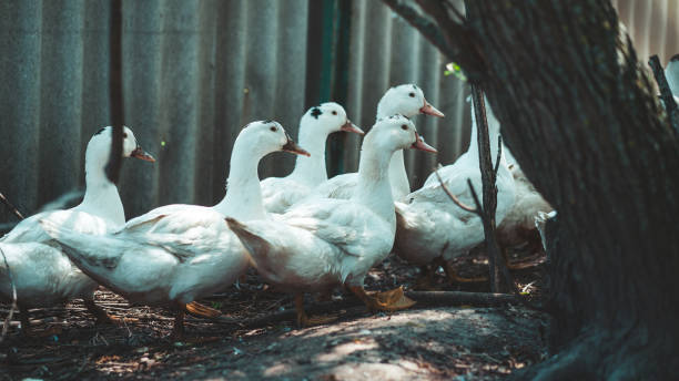 istock White ducks walking in paddock. Duck looking for grains while walking in paddock on farm 1252910390