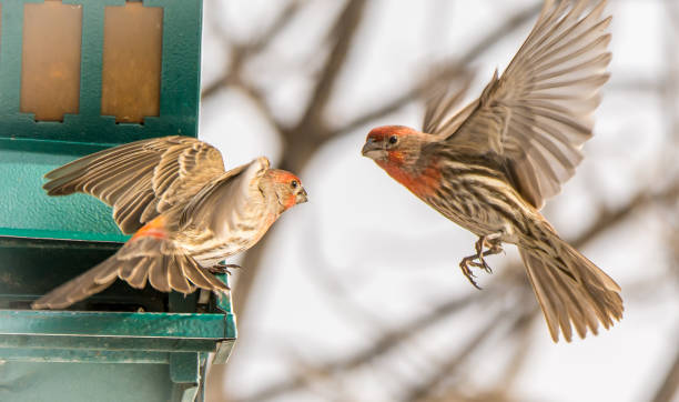 istock Two Cassin's Finch flying 1252910414