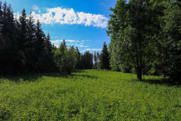 istock Old arable land in the forest 1252912615