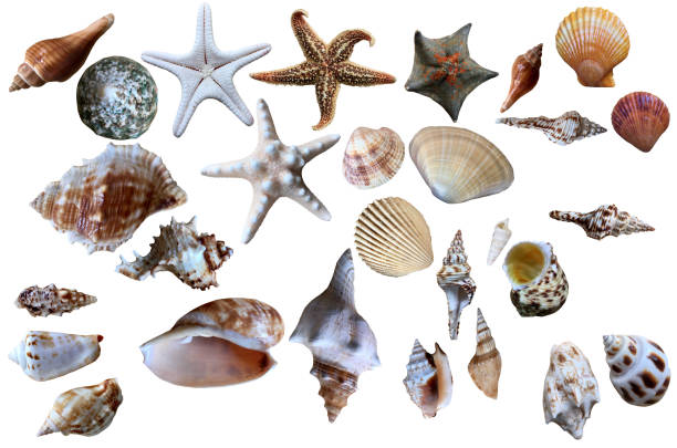 istock Seashell collection isolated on the white 1252912676