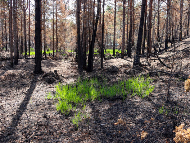 istock First grass after forest fire in Paradiset nature reserve 1252913223