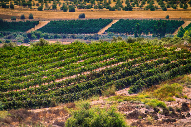 Vineyards near Latrun Monastery, Ayalon Valley, Israel stock photo