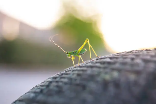 A small green grasshopper on a wooden post