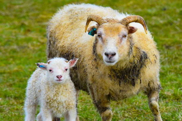 아이슬란드 남부 지역의 시골에 있는 농장에서 어른과 아기 양/램 - icelandic sheep 뉴스 사진 이미지