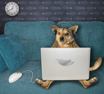 The beige dog in headphones is using a silver laptop on a blue sofa at home. A white computer mouse is next to him.