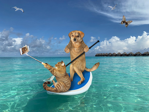 The beige dog with a cat are floating on a stand up paddle board along the tropical coast of the maldives. The cat is making selfie. Butterfly flies next to them.