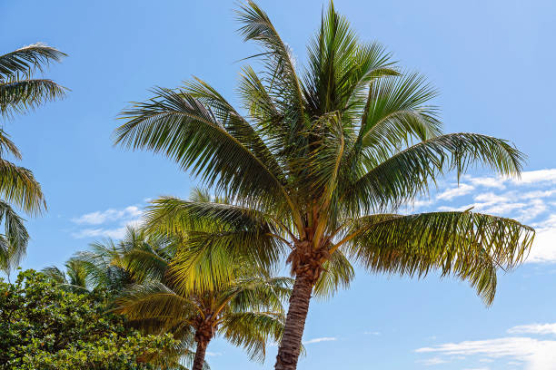 istock Palm Trees Against The Beach 1252924170