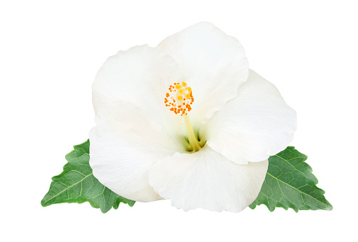 White hibiscus flower with leaves isolated on white