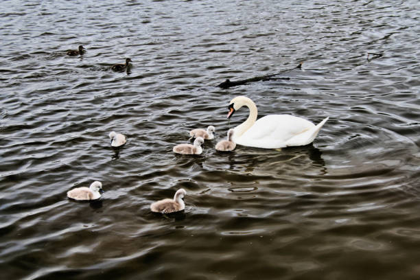 istock A view of a Mute Swan with Cygnets 1252926180