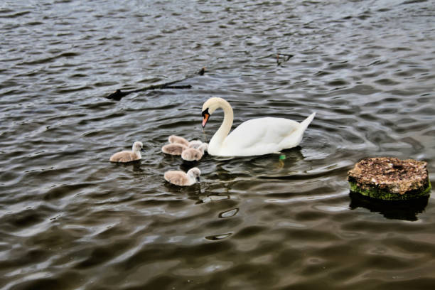 istock A view of a Mute Swan with Cygnets 1252926183