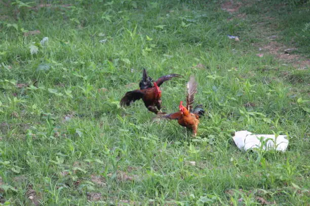 A cock is chasing away another rooster while they intefere seeking food and indeed insects in a  village region