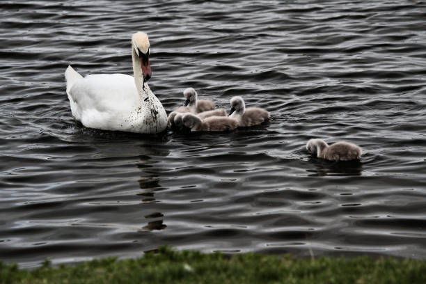 A view of a Mute Swan with Cygnets at Nantwich in Cheshire