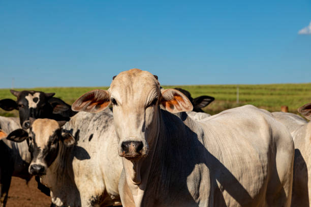 portret krzyżówki wół rasy angus z nellore - ox wóz zdjęcia i obrazy z banku zdjęć