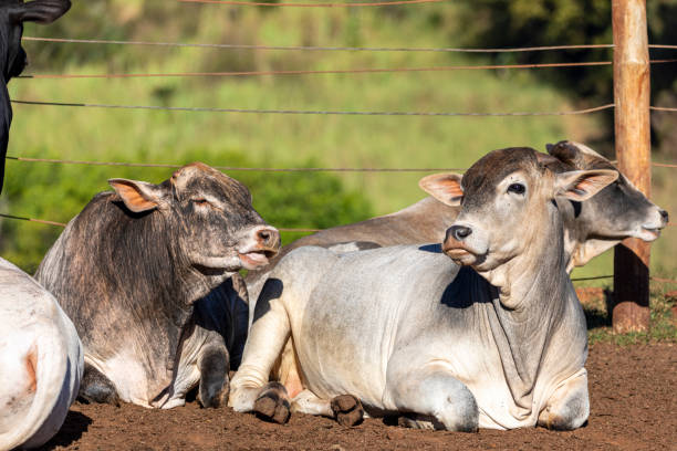istock Livestock in confinement, oxen, cows, sunny day 1252928176