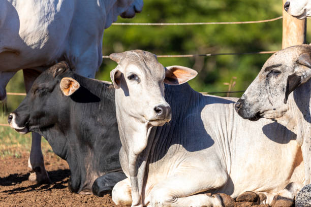 istock Livestock in confinement, oxen, cows, sunny day 1252929264