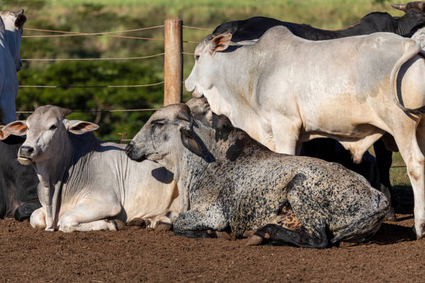 istock Livestock in confinement, oxen, cows, sunny day 1252929286
