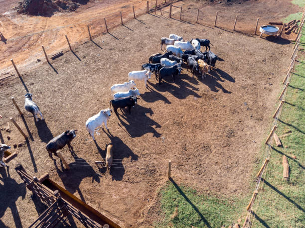 istock Livestock in confinement, oxen, cows, sunny day 1252929312