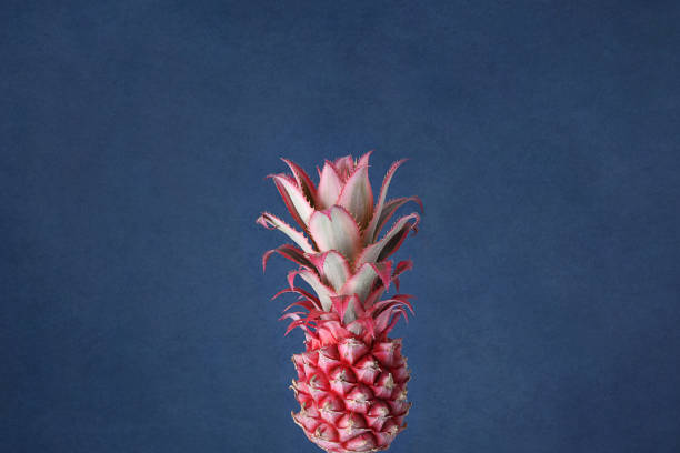 istock Pineapple on a blue background. Pink pineapple. Dark blue background. 1252929662
