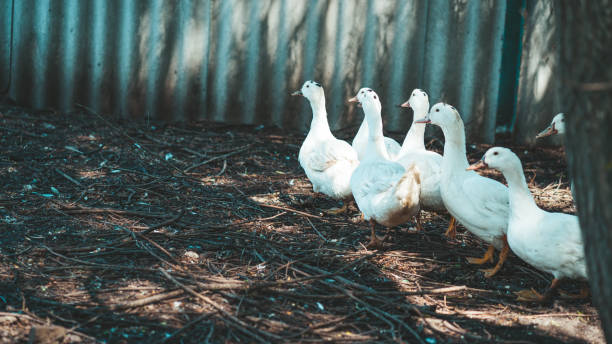 istock White ducks walking in paddock. Duck looking for grains while walking in paddock on farm 1252929798