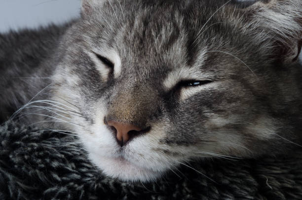 White and grey domestic cat napping