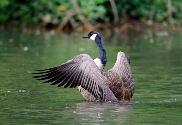 istock Canada goose preparing to take off from the lake 1252929910