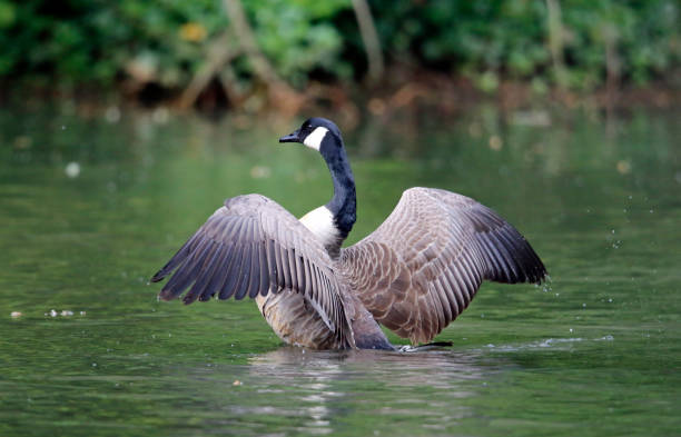 istock Canada goose preparing to take off from the lake 1252929913