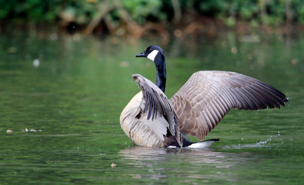 istock Canada goose preparing to take off from the lake 1252929927