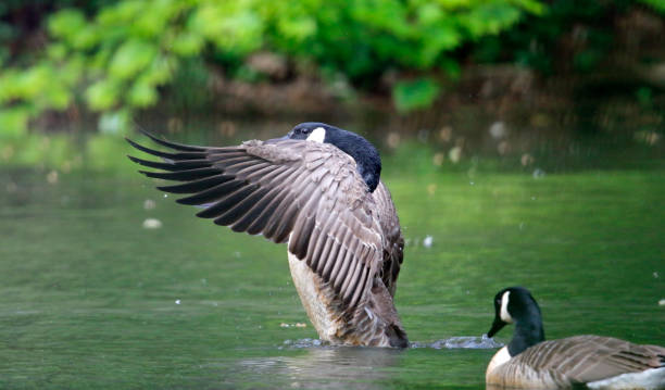 istock Canada goose preparing to take off from the lake 1252929930