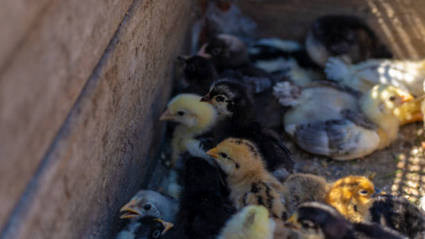 istock Close up of small different chicks in corral 1252929935