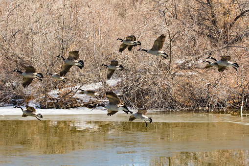 Mallard ducks that are roosting on a rock in a pond.