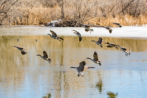 Flock of Canadian geese flying low over pond