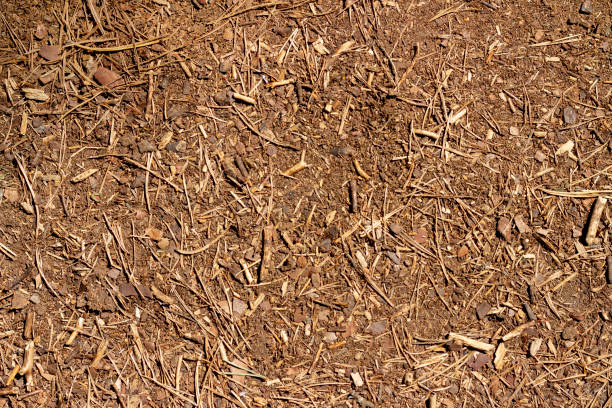 istock The surface in the forest, covered with fallen needles, leaves and twigs. 1252937402