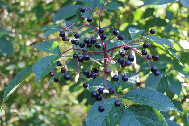 istock Elderberry fruit medicinal plant Common names include elder, elderberry, black elder, European elder, European elderberry and European black elderberry. 1252937499