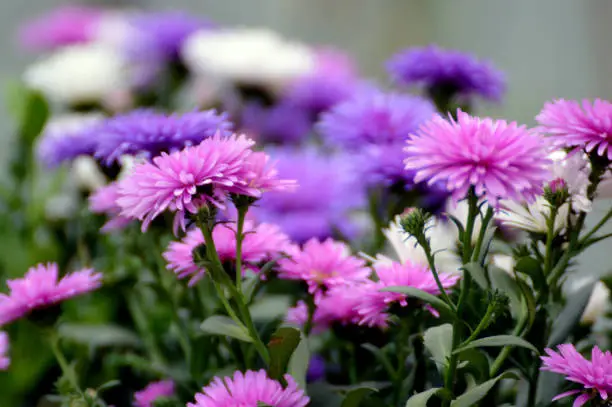Purple Asters close up