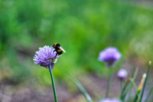 istock Bumblebee on the flower. 1252939199