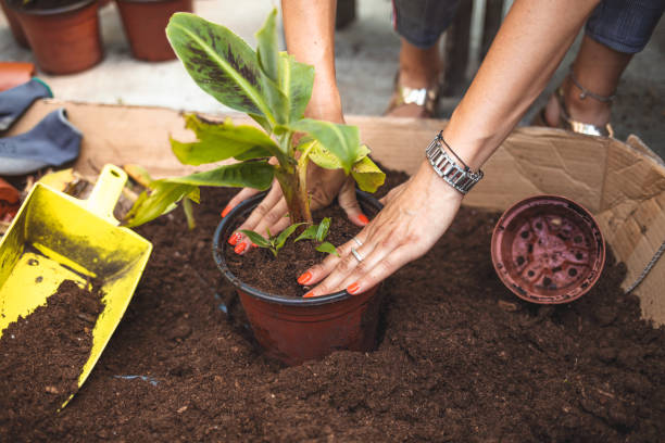 istock Transplant plant into a larger pot 1252940328
