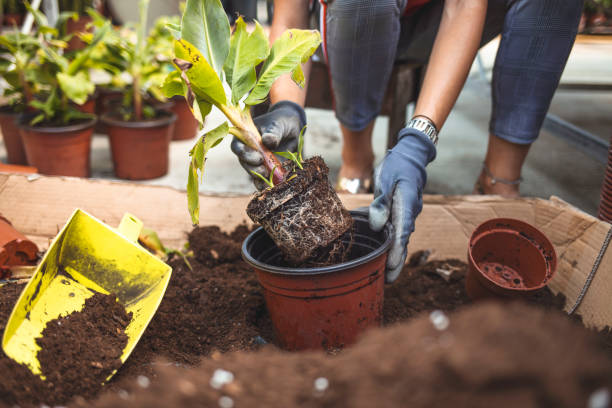 istock Woman's hands potting some plants 1252940359