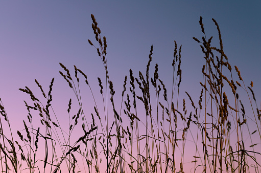 Spikelets of grass developing against the sky at sunset day