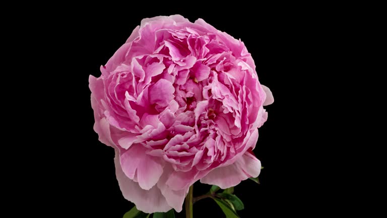 Macro time lapse opening and wilting peony flower, isolated on pure black background