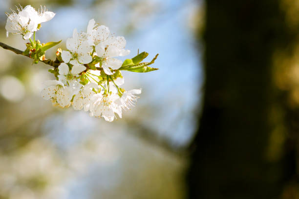 istock Beautiful cherry blossom sakura in spring time 1252941159